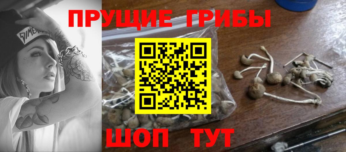 Псилоцибиновые грибы Cubensis  наркота  Псилоцибиновые грибы прущие грибы  Сосновоборск  Вход с VPN 